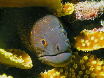 A yellow-edged moray - gymnothorax flavimarginatus - in the red sea, egypt