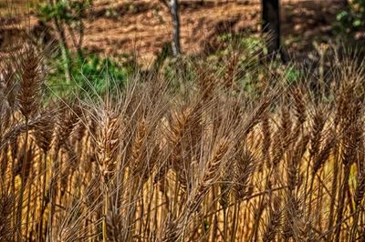 Close-up of wheat growing on field