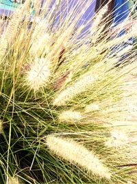 Plants growing on field