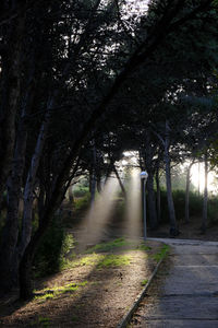 Footpath amidst trees in forest