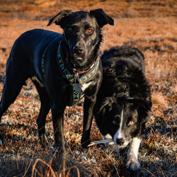 Portrait of dog on field