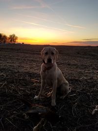 Portrait of dog against sky during sunset