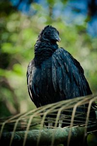 Close-up of a bird