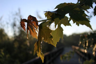 Close-up of leaves