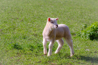 Sheep standing in a field