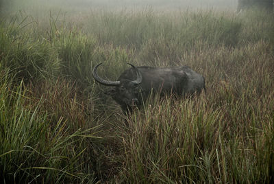 Water buffalo in grass