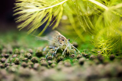 Close-up of spider