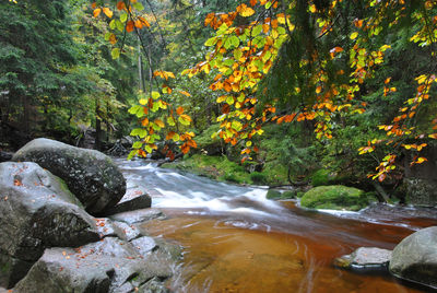 Scenic view of waterfall in forest