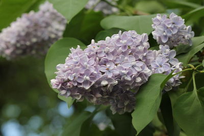 Close-up of purple hydrangea flowers