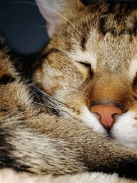 Close-up of cat
