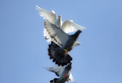 Low angle view of seagull flying against clear blue sky