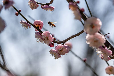 Close-up of cherry blossom with the bees buzzing around