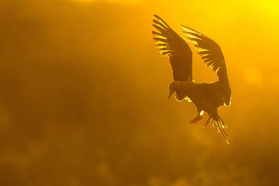 Close-up of bird flying against blurred background