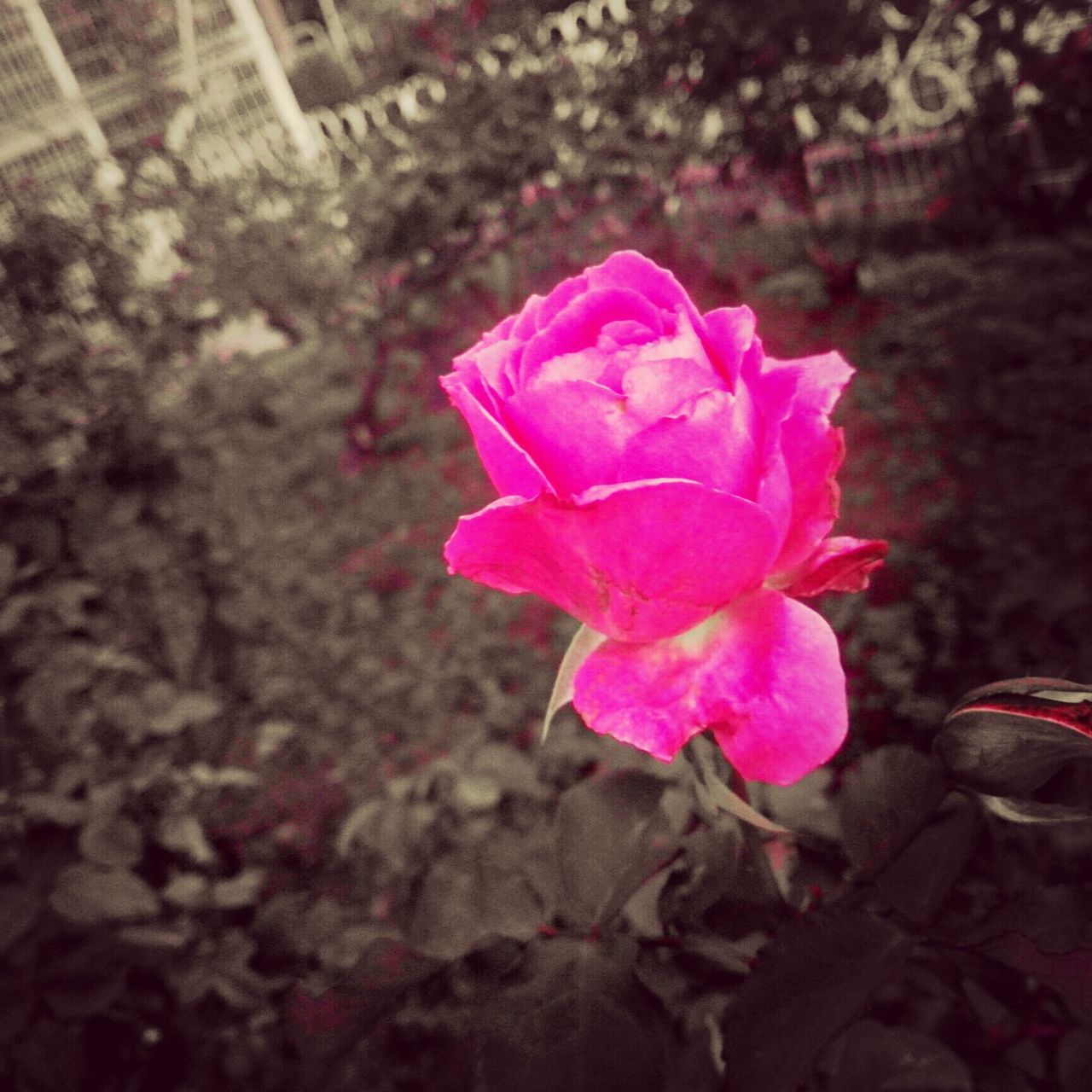 flower, petal, fragility, freshness, flower head, pink color, rose - flower, beauty in nature, growth, blooming, close-up, focus on foreground, nature, single flower, in bloom, pink, blossom, plant, outdoors, day