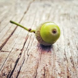 Acorn close up.