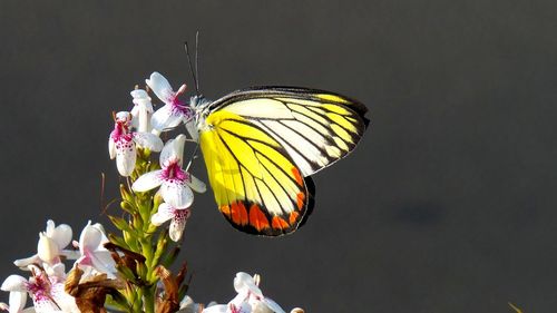 Close-up of butterfly pollinating on flower