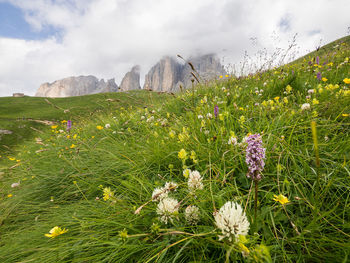 meadow