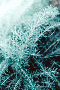 Full frame shot of frozen plants during winter