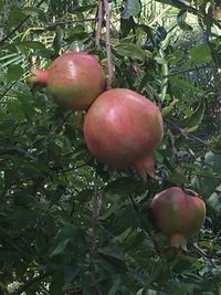 Close-up of fruit growing on tree