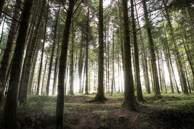 Low angle view of bamboo trees in forest