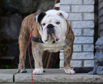 Close-up of dog outdoors