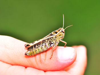 Cropped hand holding insect