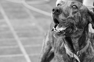 Close-up of dog looking away