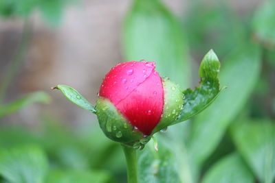 Close-up of water drops on red leaf