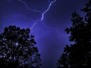 Low angle view of trees against sky at night