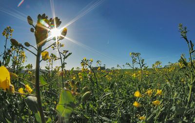 Yellow flowers growing in field