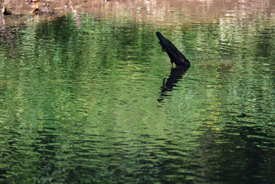 Bird swimming in lake