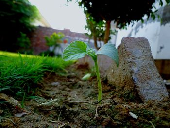 Close-up of plant growing on field