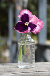 Close-up of pink flower vase on table