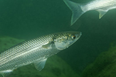 Underwater view of the thinlip mullet from skradinski buk, krka national park