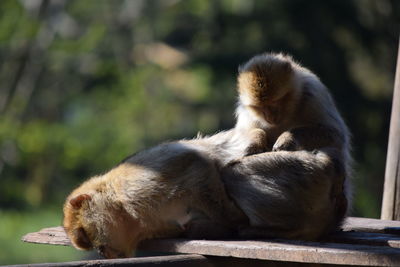 Close-up of monkey sitting outdoors