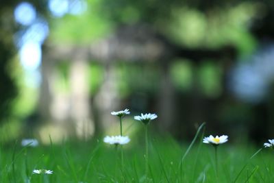 White flowering plants on field