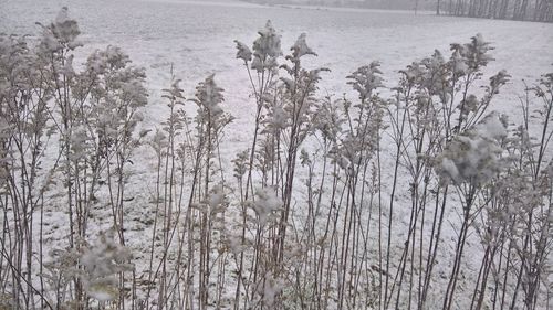 Plants growing on snow covered land