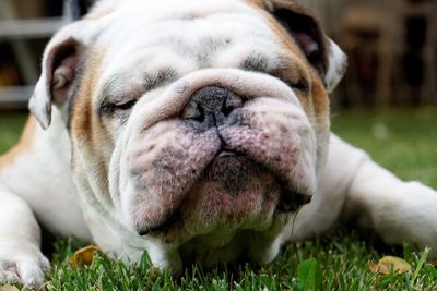 Close-up portrait of dog