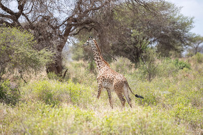 Giraffe in a forest