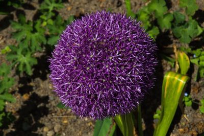 Close-up of purple flower blooming outdoors