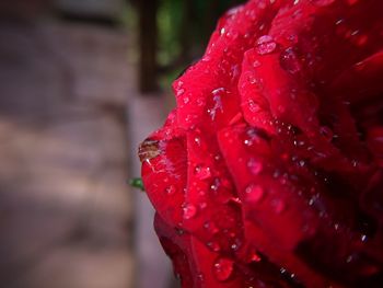 Close-up of wet red rose in rainy season