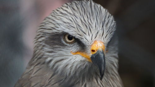 Close-up portrait of eagle