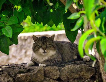 Portrait of cat sitting on stone wall by plants 
