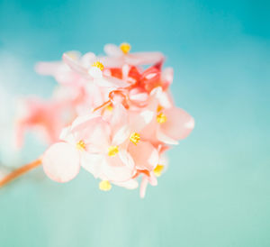 Close-up of flowers blooming against sky