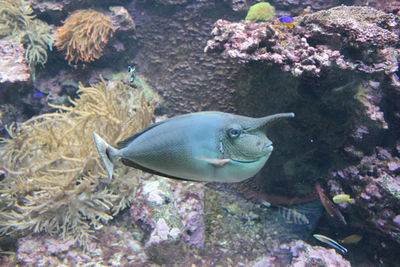 Fish swimming in sea