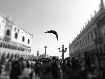 Bird flying over city street