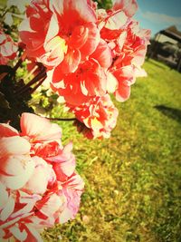 Close-up of pink flowers