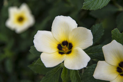 Close-up of white flowering plant