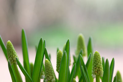 Close-up of fresh green plant