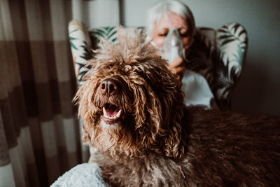 Portrait of dog sitting at home